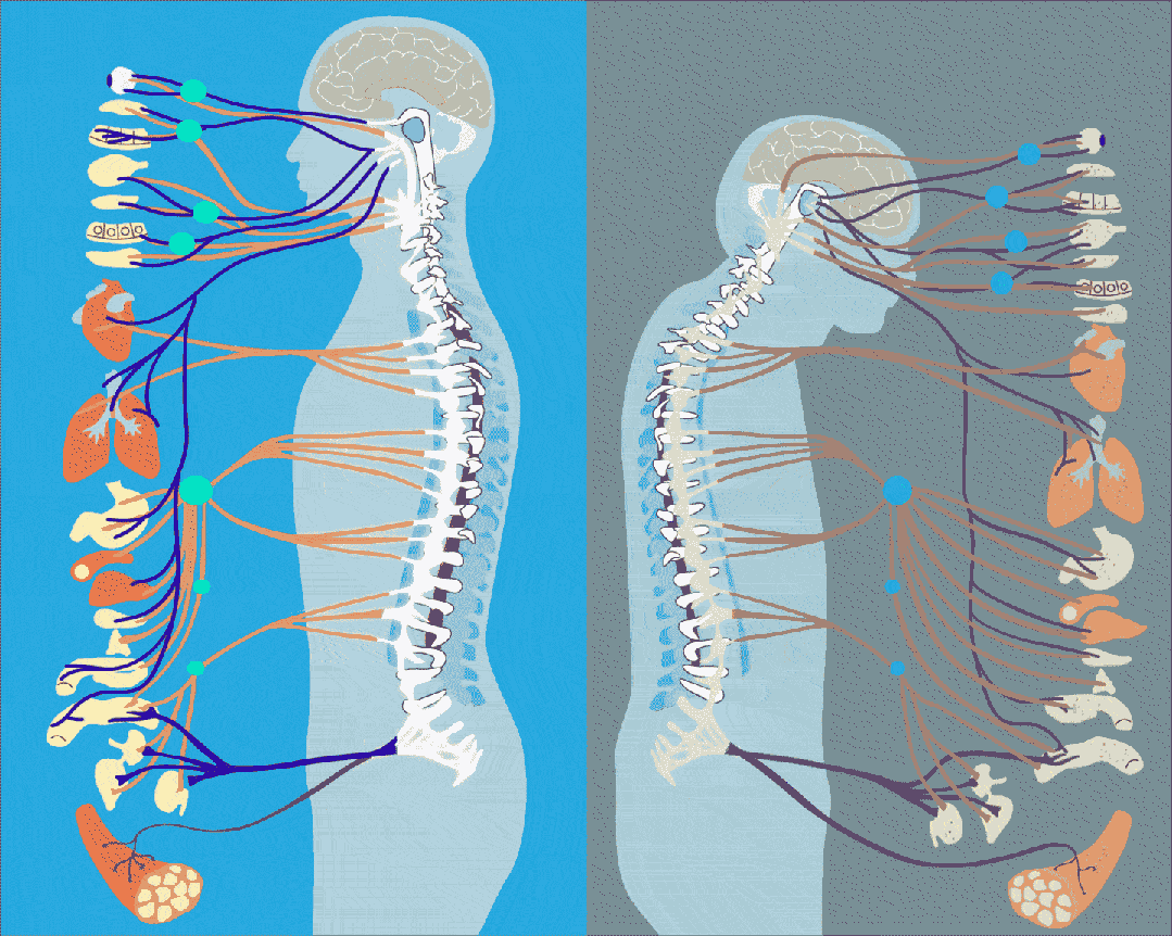 人体神经系统示意图